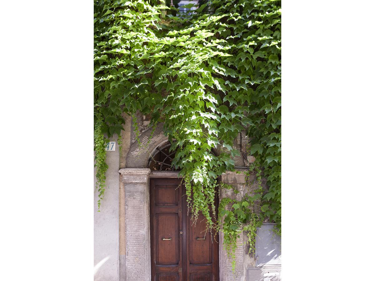 Ivy * Roma